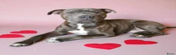 Staffordshire Bull Terrier dogs for stud: Blue/tan staffordshire bull terrier in Lutterworth - Advert 1