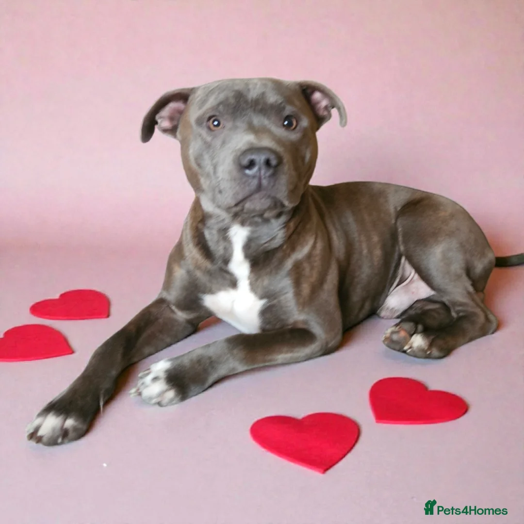 Staffordshire Bull Terrier dogs for stud: Blue/tan staffordshire bull terrier in Lutterworth - Advert 1