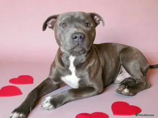 Staffordshire Bull Terrier dogs Blue/tan staffordshire bull terrier - Advert 1