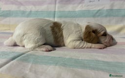 Cocker Spaniel dogs for sale: Lemon and white working cocker spaniels  - Image 8