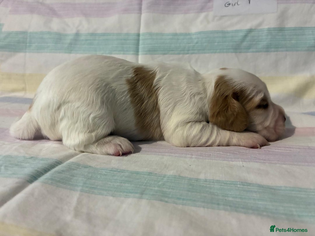 Cocker Spaniel dogs for sale: Lemon and white working cocker spaniels  - Image 8