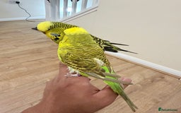 Budgerigars birds for sale: Budgies with cage - Advert 2