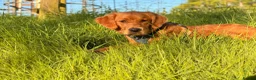 Golden Retriever dogs for sale: Stunning KC registered dark puppies - Advert 16