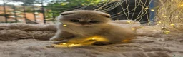 Scottish Fold cats for sale: Reduced💥£350 ready now Tica scottish fold london  - Advert 4