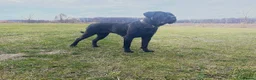Cane Corso dogs for sale: Gorgeous Cane Corso Puppies  in Bishop's Stortford - Advert 2