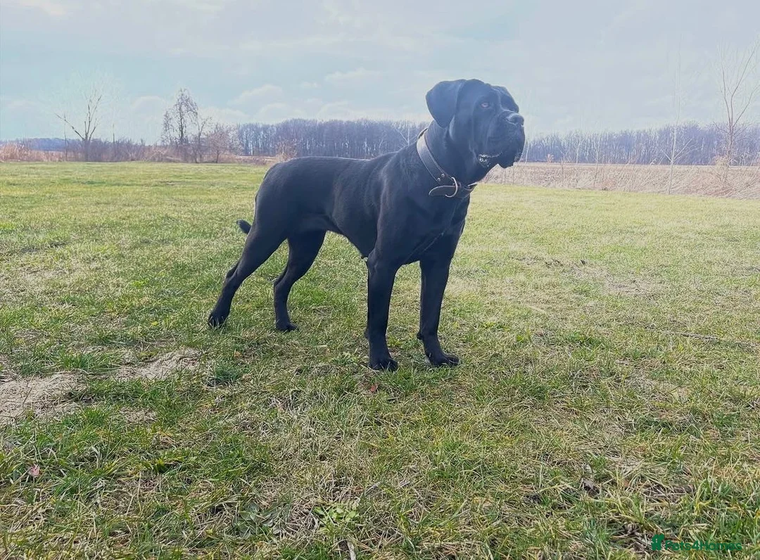 Cane Corso dogs for sale: Gorgeous Cane Corso Puppies  in Bishop's Stortford - Advert 2