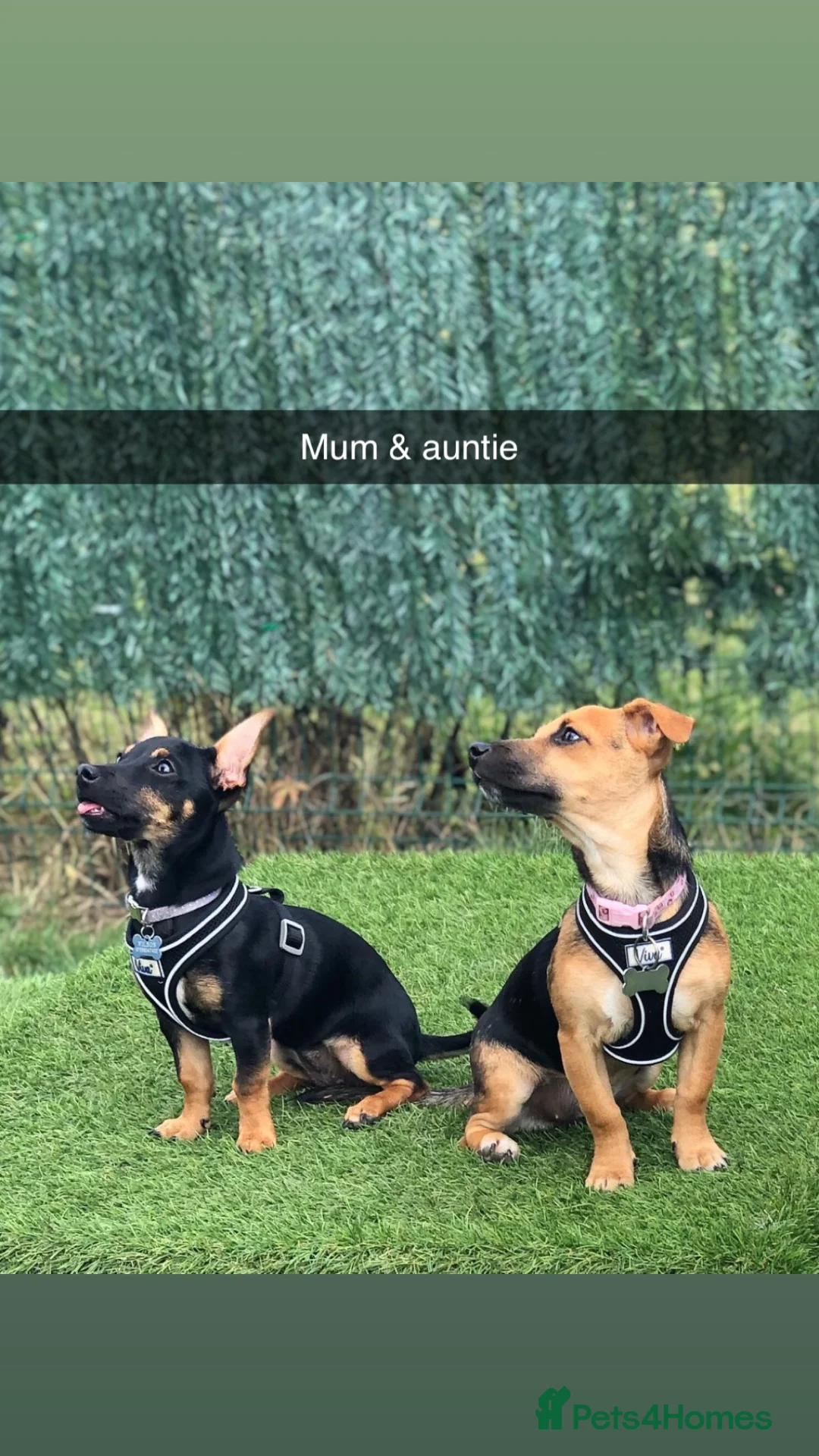 Jack Russell dogs for sale: Our beautiful girl Fia has had 8 beautiful babies  - Advert 38