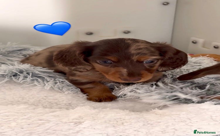 Miniature Dachshund dogs - Advert 4