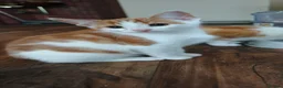 Mixed Breed cats for sale: Ginger-and-white boys and one Clico girl - Advert 12