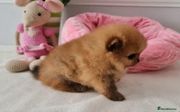 Pomeranian dogs for sale: KC Tiny Teddy Bear Pomeranian Girls - Image 9