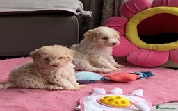 Cavapoo dogs for sale: Miniature poodle x cavapoo  - Image 16