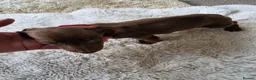Miniature Dachshund dogs for sale: Miniature dachshund - Advert 5