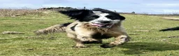 English Springer Spaniel dogs for sale: Skye - Black & White Ess 2 year old adult girl - Advert 18
