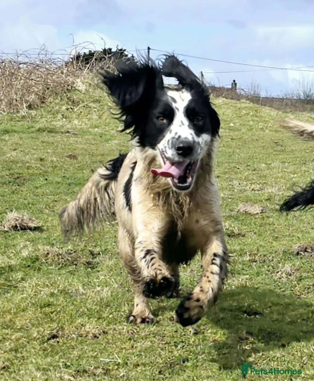 English Springer Spaniel dogs for sale: Skye - Black & White Ess 2 year old adult girl - Advert 18