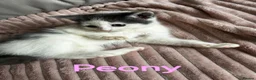 Turkish Angora cats for sale: ✨️🌸Stunning Turkish Angora Females✨️🌸 in Birmingham - Advert 2