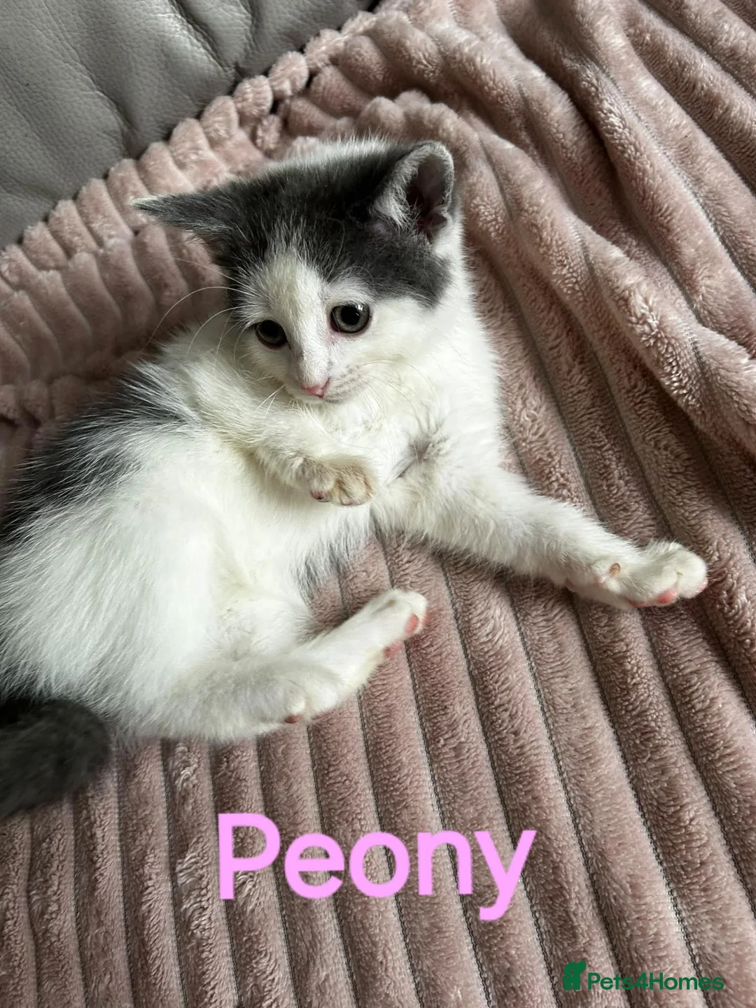 Turkish Angora cats for sale: ✨️🌸Stunning Turkish Angora Females✨️🌸 in Birmingham - Advert 2