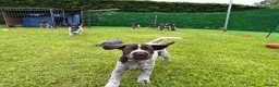 German Wirehaired Pointer dogs for sale: German Wirehaired Pointer Pups -From working Lines in Doune - Advert 5