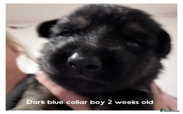 German Shepherd dogs for sale: German shepherd puppies  - Image 13