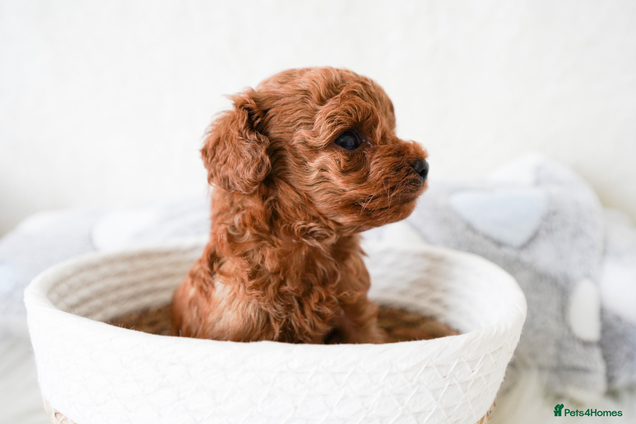 Toy Poodle dogs Gorgeous Asian Toy Poodle - Advert 18