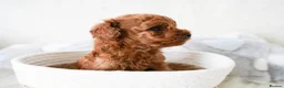 Toy Poodle dogs for sale: Gorgeous Asian Toy Poodle - Advert 1