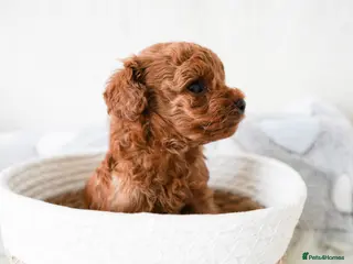 Toy Poodle dogs Gorgeous Asian Toy Poodle - Advert 18