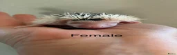 Pygmy Hedgehog rodents for sale: Gorgeous litter for Sale!  - Advert 15