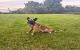 Belgian Shepherd Dog dogs for stud: Belgian X Dutch Shepherd Stud - Image 1