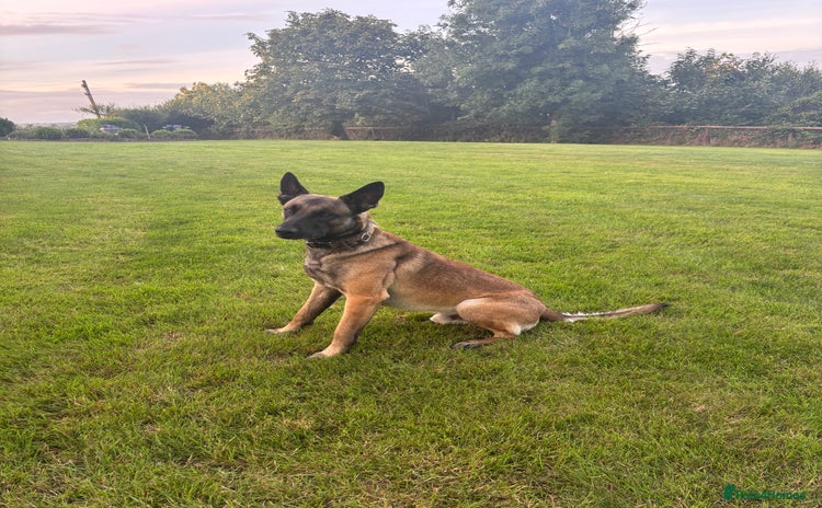 Belgian Shepherd Dog dogs - Advert 1