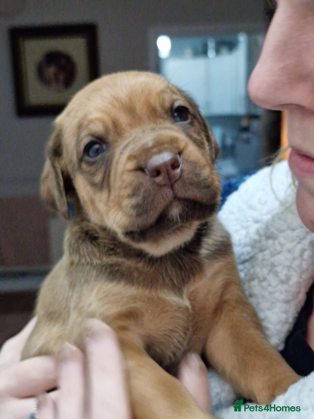 Mixed Breed dogs for sale: Bullmastiff × Sprocker Spaniel Puppies 9 Pups - Advert 7