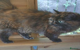 Mixed Breed cats for adoption: MURIEL - Image 3