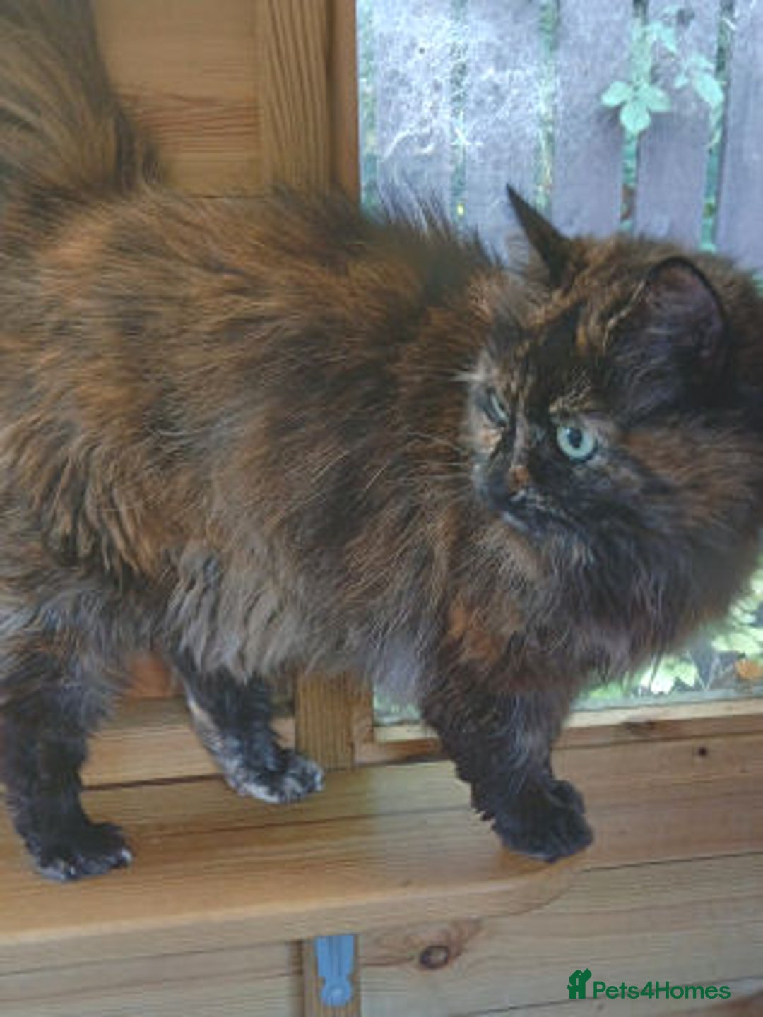 Mixed Breed cats for adoption: MURIEL - Image 3