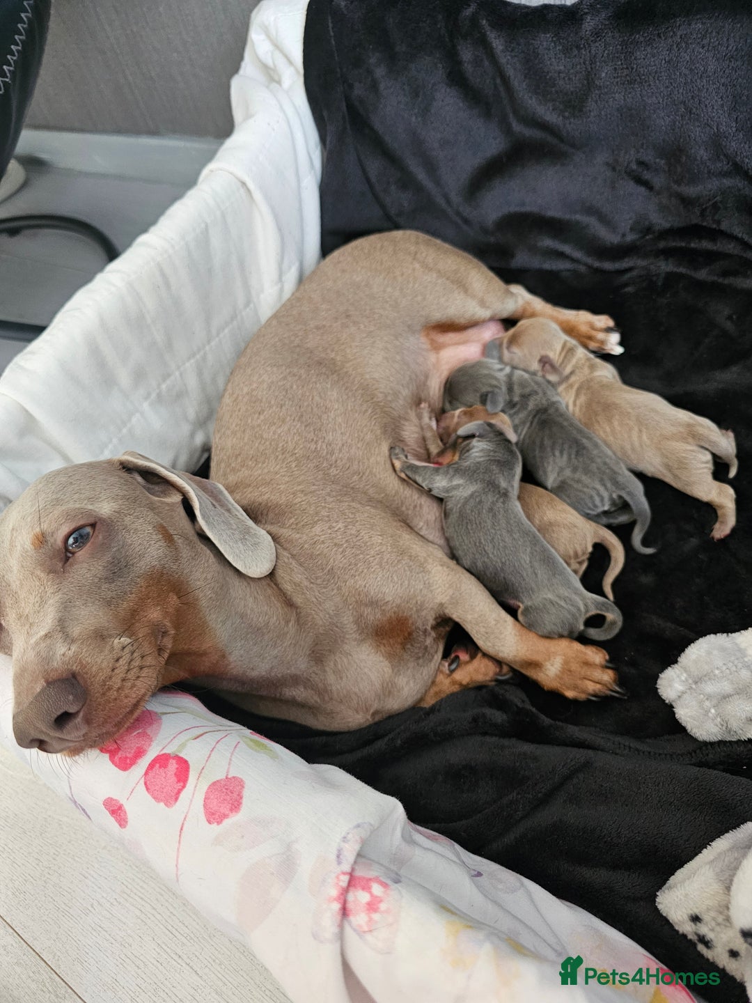 Miniature Dachshund dogs for sale: Friendly& Family -Oriented - Image 19