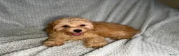 Cavapoochon dogs for sale: READY TO LEAVE NOW!! Miniature cavapoochons - Advert 8