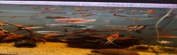 Gouramis fish for sale: Angelfish and other  - Advert 9
