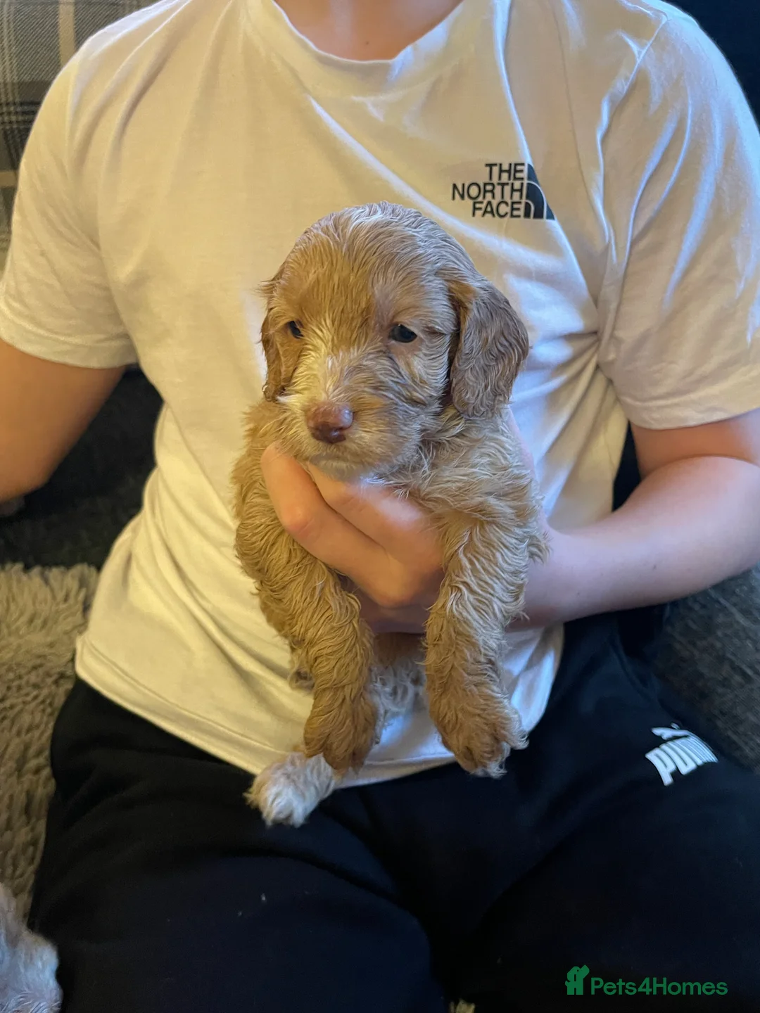 Cockapoo dogs for sale: f1 stunning toy cockerpoo  - Advert 21