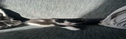 Mixed Breed cats for sale: 5 beautiful black tie/ ragdoll kittens for sale  - Advert 39