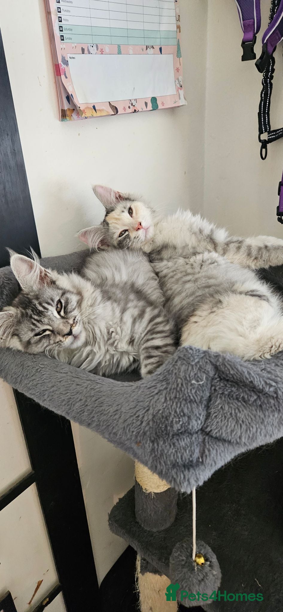 Maine Coon cats Stunning xl TICA Registered Maine coon Kittens  - Advert 1