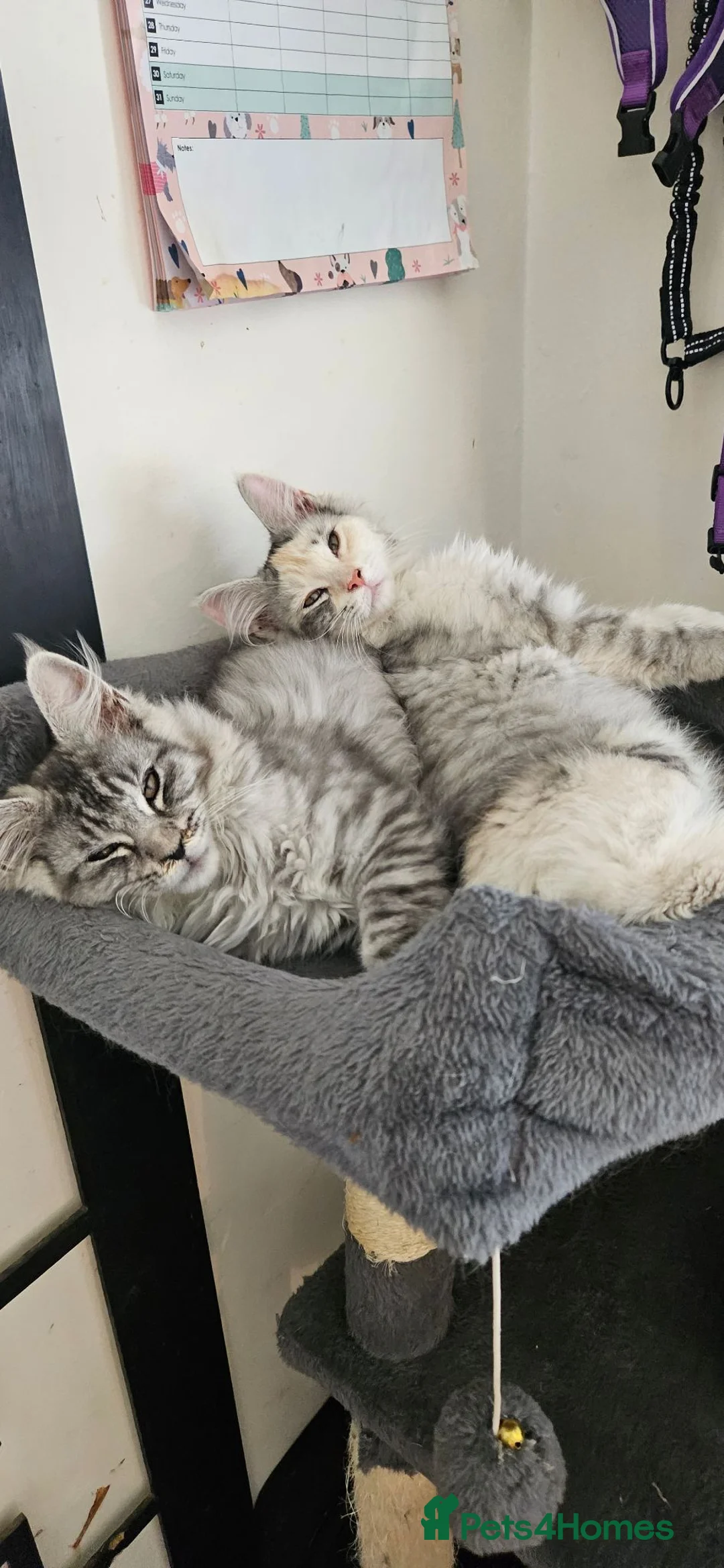 Maine Coon cats for sale: Stunning xl TICA Registered Maine coon Kittens  - Advert 1
