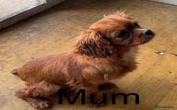 Cavapoo dogs for sale: 3 beautiful cava poo pups - Image 7
