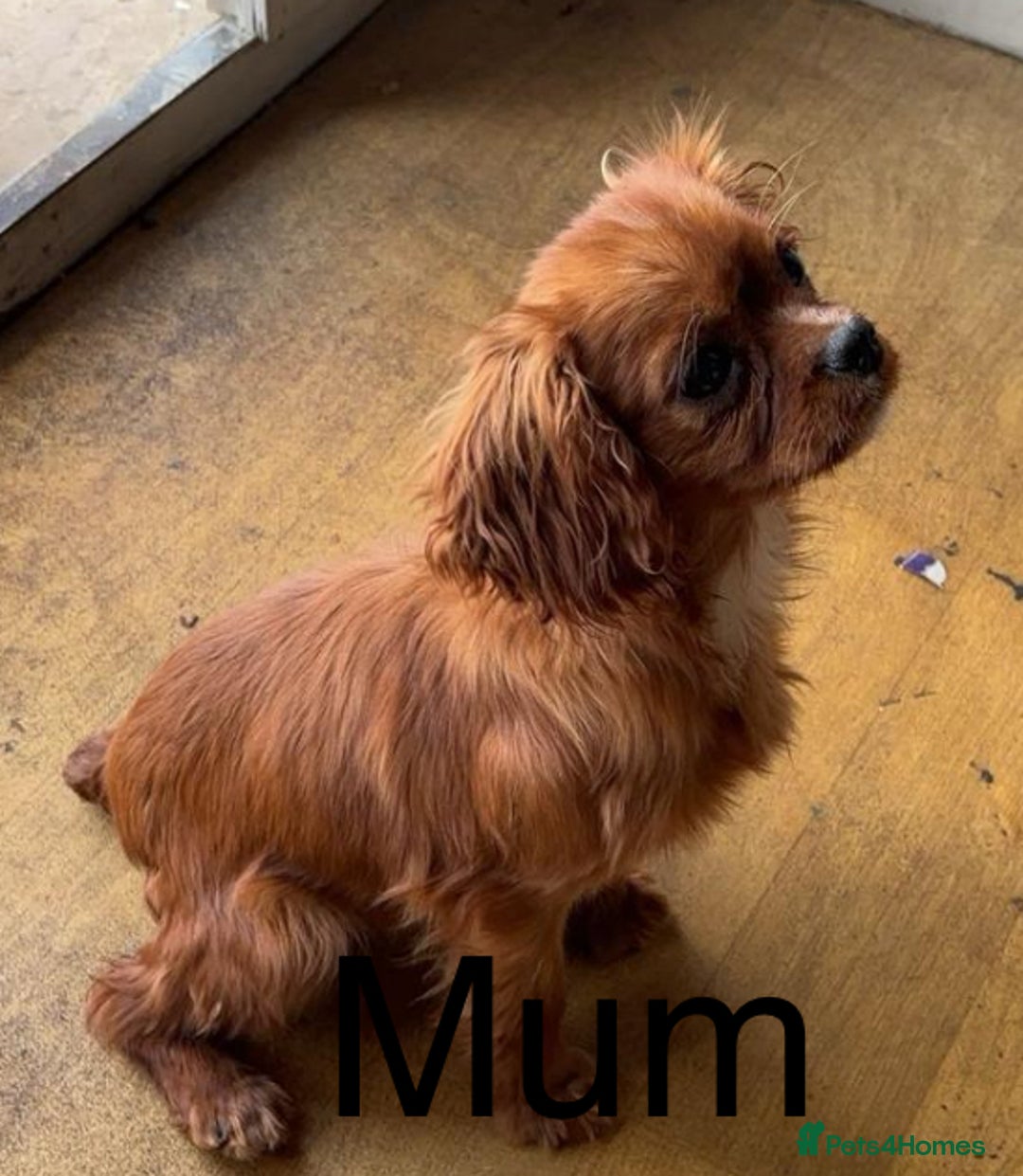 Cavapoo dogs for sale: 3 beautiful cava poo pups - Image 7