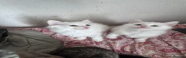Siberian 3