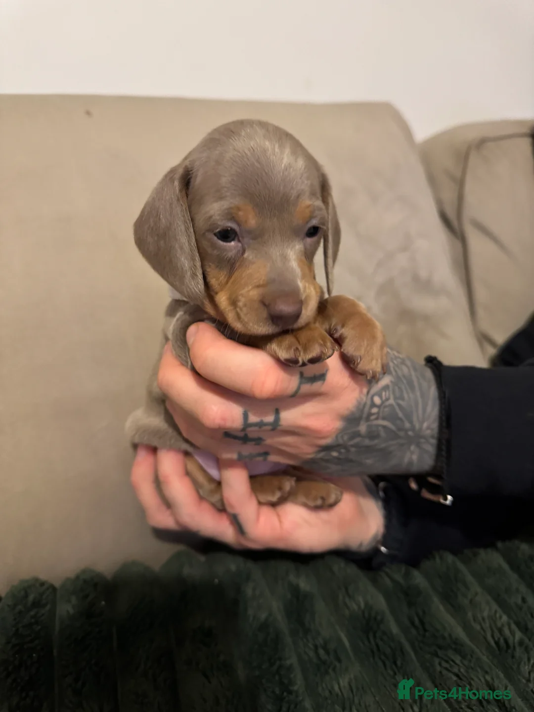 Miniature Dachshund dogs for sale: 2 beautiful Isabella and tan mini dachshunds  - Advert 6