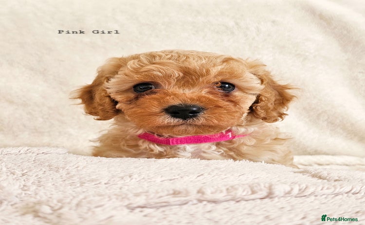 Cavapoo dogs - Advert 11