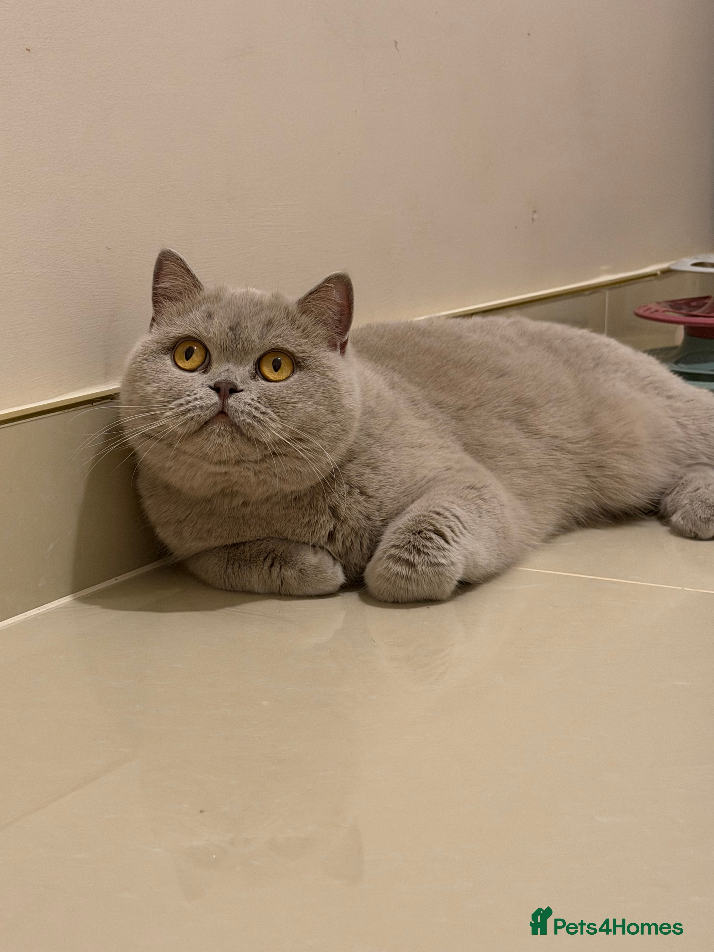 British Shorthair cats Wonderful liliac girl British shorthair    - Advert 1