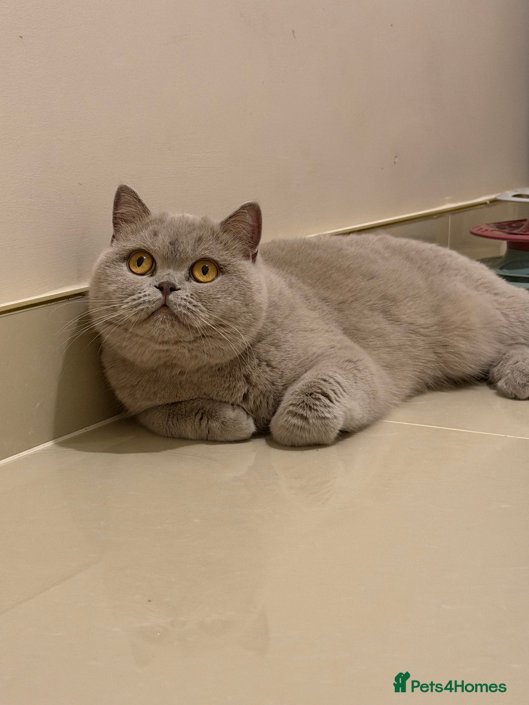 British Shorthair cats for sale: Wonderful liliac girl British shorthair    - Advert 1