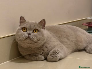 British Shorthair cats Wonderful liliac girl British shorthair - Advert 1