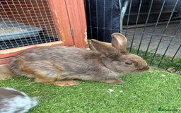 English rabbits for sale: Baby Rabbits  - Image 3