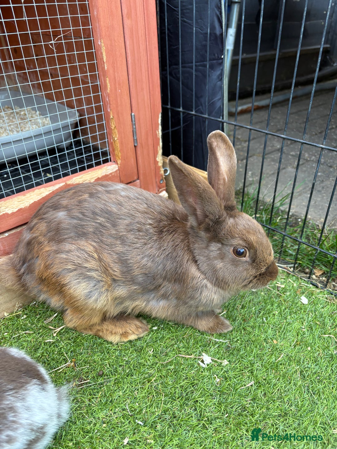 English rabbits for sale: Baby Rabbits  - Image 3