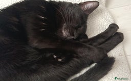 Bombay cats for sale: Beautiful black cat - Advert 3