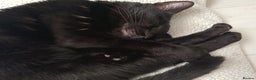 Bombay cats for sale: Beautiful black cat - Advert 3